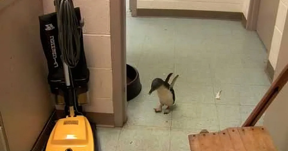 A small penguin stands on a tiled floor near a vacuum cleaner, looking up.