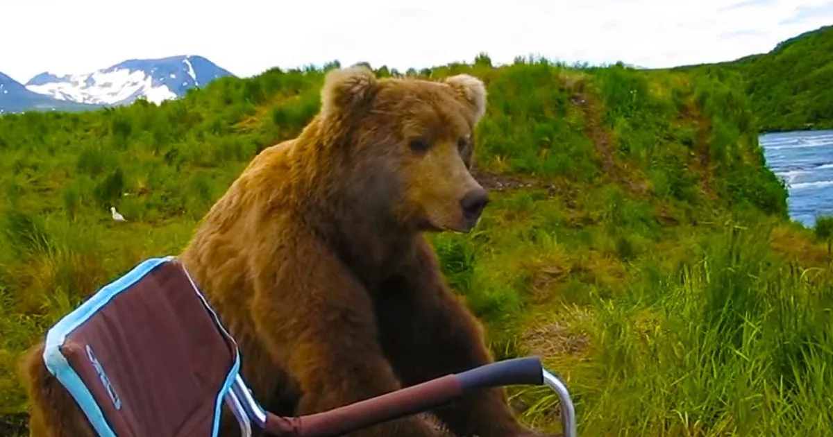 This Man Is Hanging out in a Camping Chair When a Bear Comes and Sits Next to Him