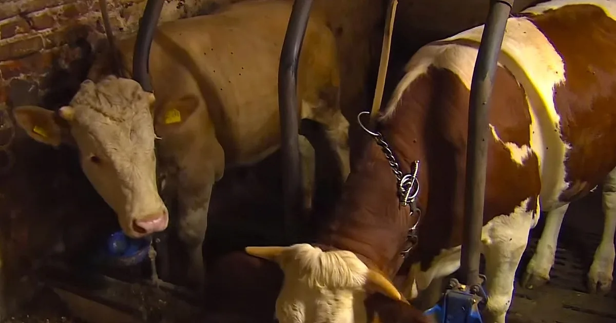 Watch This Chained Bull''s Reaction to Being Released for the Very First Time