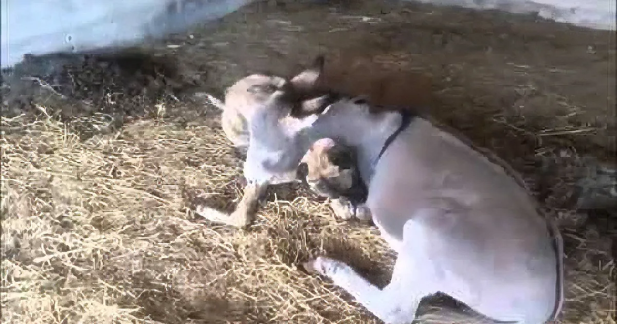 When Other Dogs Refused to Play With This Disabled Pooch, Watch What This Donkey Did