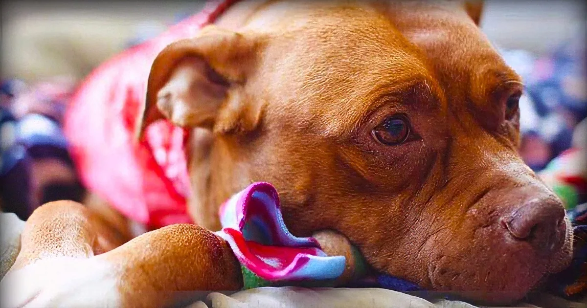 Watch What Happens When Rescuers Show up to Rescue a Dog That''s Been Chained up for Years