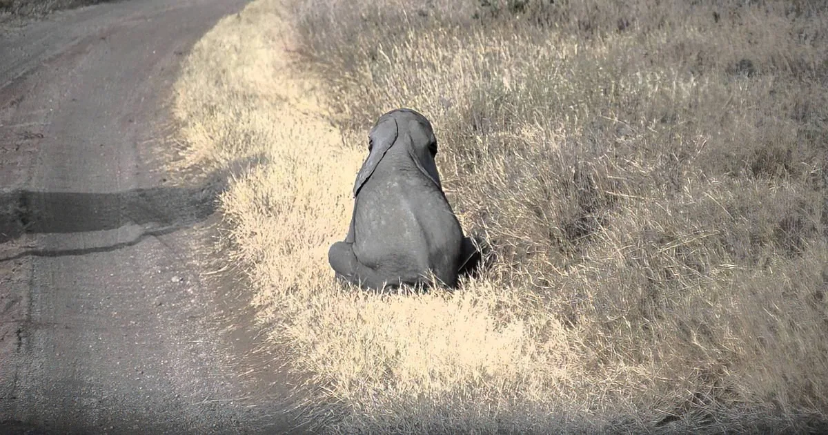 When This Baby Elephant Throws a Tantrum, His Mom Knows Just How to Respond