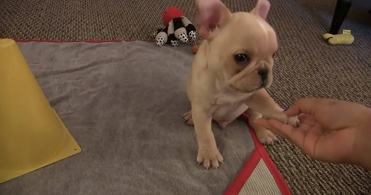 A French Bulldog puppy sits on a mat, facing a hand extended towards it.