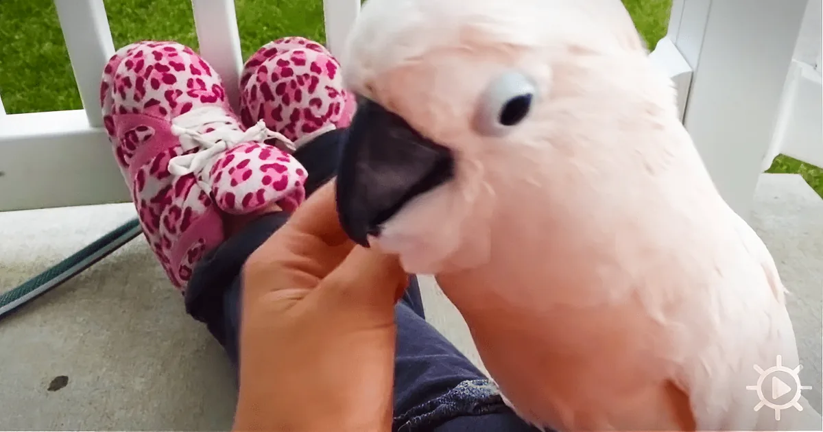 Gotcha, the Moluccan Cockatoo, Senses a Storm Brewing - and He Has Something to Say About It