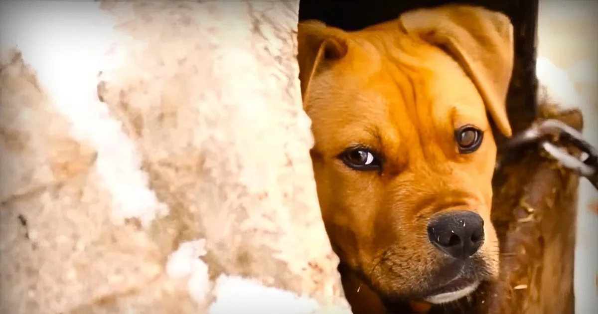 A Police Officer Sprints to the Rescue of This Pit Bull That Was Chained up in the Snow
