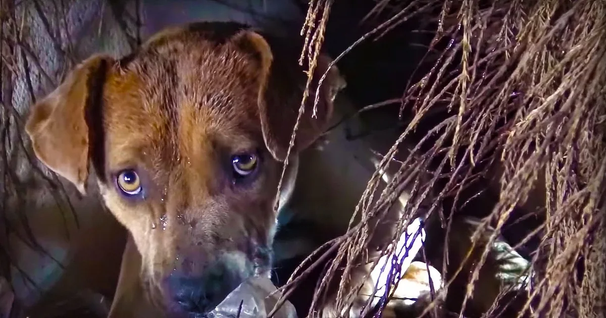 This Dog and Her Newborns Were Found in the Rain When This Man Reaches for One of the Pups