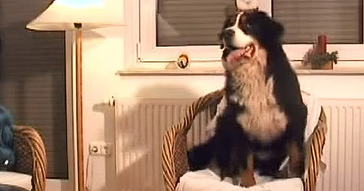 A happy dog sits in a wicker chair, looking up, with a lamp and window in the background.