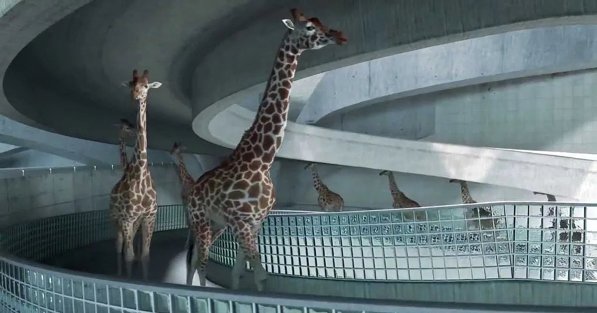 What Do Giraffes Do on Their Day off? Go to the Swimming Pool for Some Diving, of Course