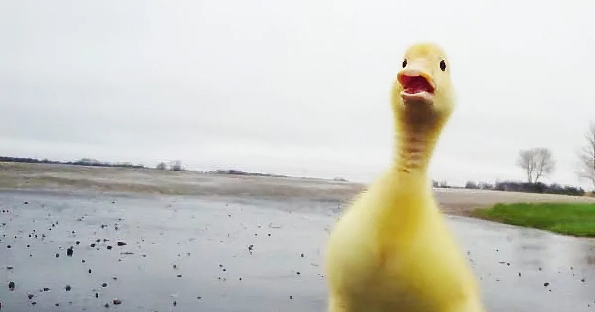 No One Believed Him When He Described His Duckling''s Morning Ritual, so He Made a Video