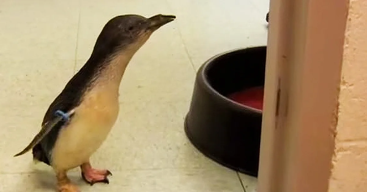 Little Penguin Searches for His Caregiver. When He Finally Finds Him, He Goes Bonkers