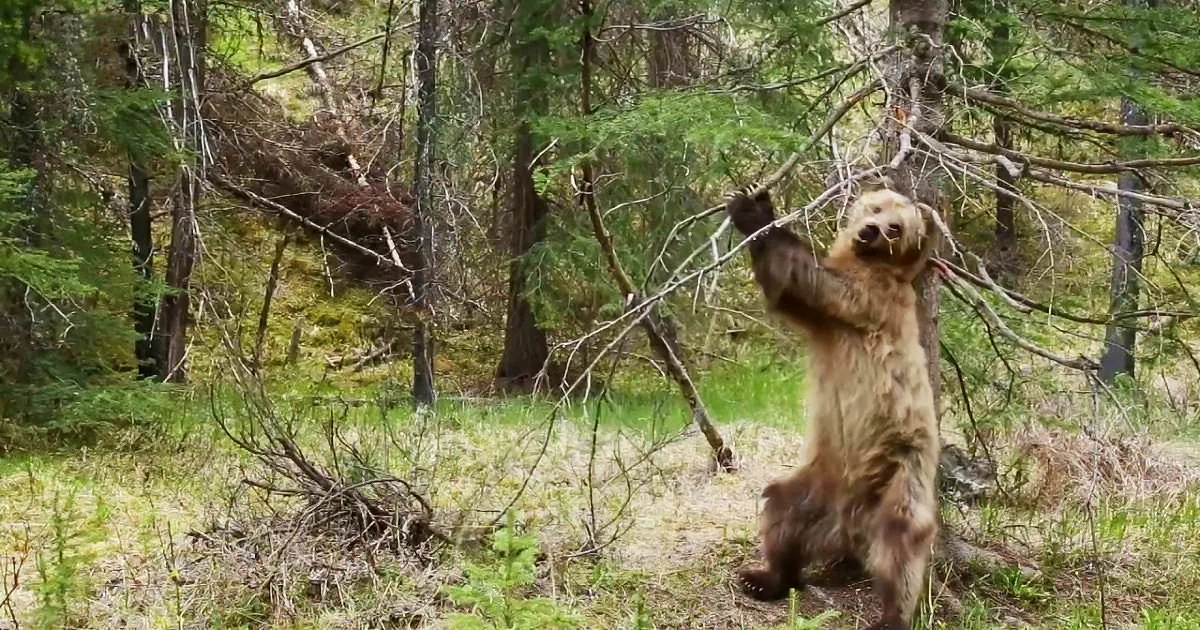 Hidden Camera Reveals Secret Life of Bears