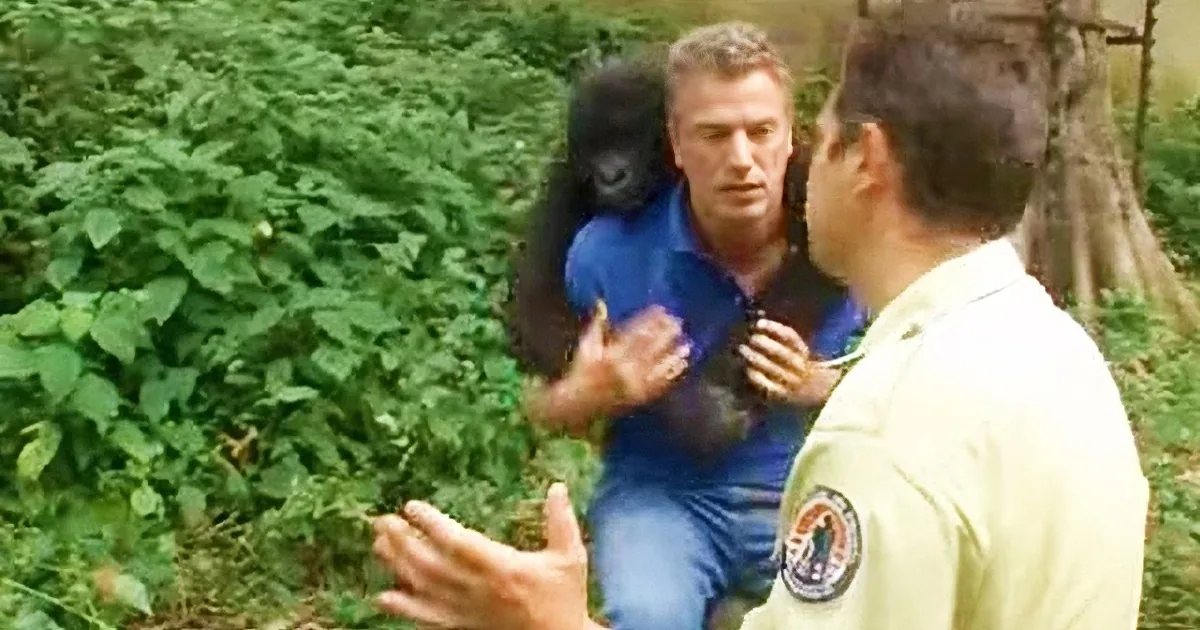 A man in a blue jacket interacts with a gorilla in a lush green environment.