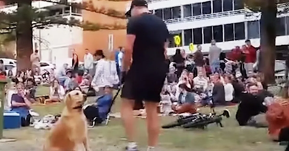 Dog Plays Dead to Avoid Going Home, the Footage Captured by Bystanders Is Going Viral