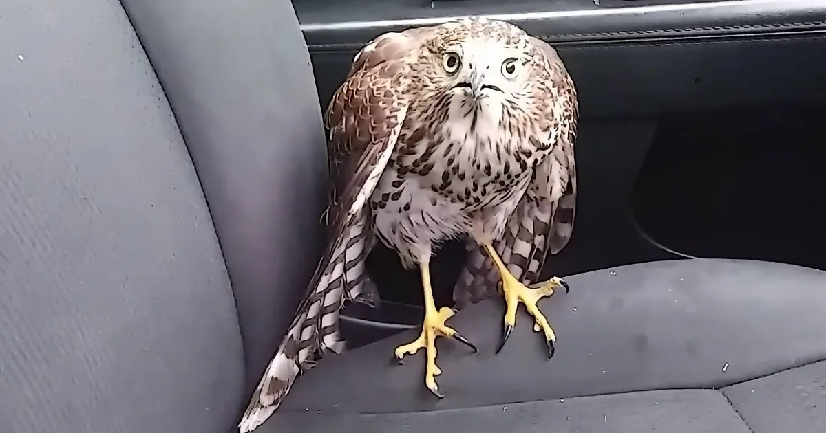 A hawk perches on a car seat, its sharp talons gripping the fabric.