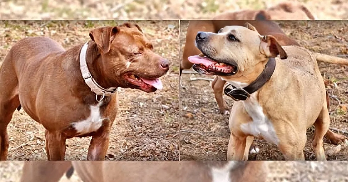 See What Happens When Two Former Fighting Dogs Meet for the First Time