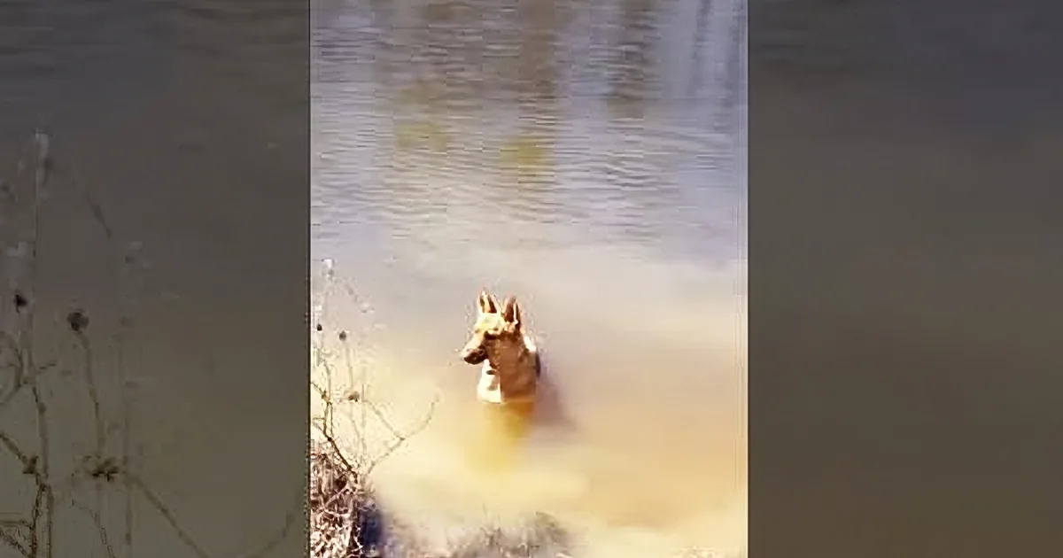 Dog Throws a Dramatic yet Playful Tantrum When Mom Tells Her It''s Time to Stop Swimming