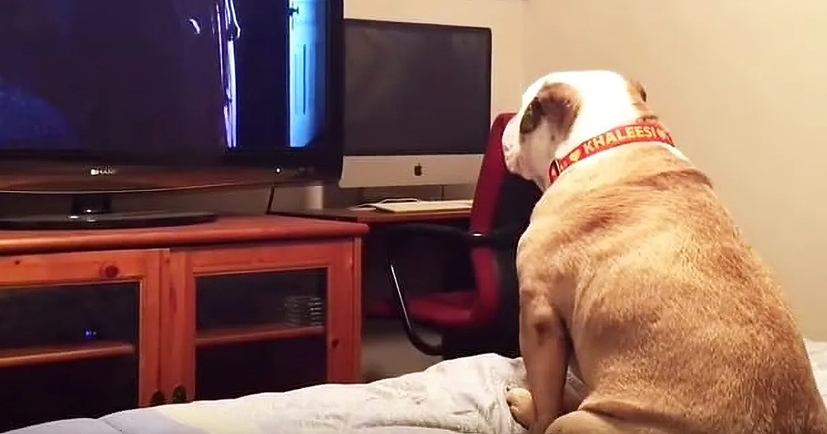 Wait for This Precious Bulldog''s Hilarious Reaction to This Horror Flick