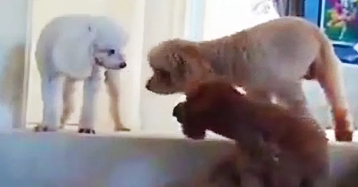 These Dogs Made a Mess at Home. Their Reaction When Mom Gets Back and Asks Them About It Is Absolutely Hilarious!