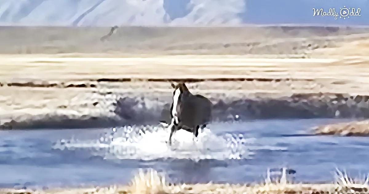A horse runs through a shallow river, creating splashes, with a mountainous background.