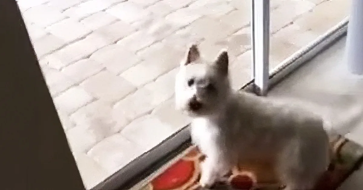 A small white dog stands on a colorful rug near a glass door, looking up.