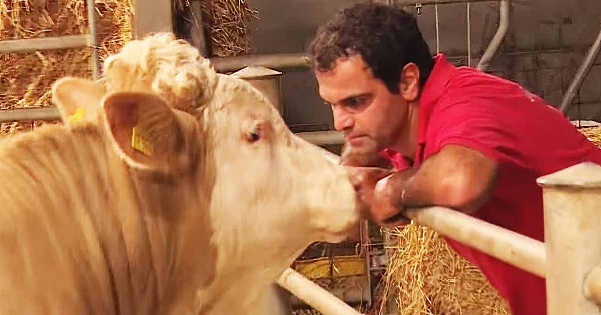 Unfortunate Bull Kept Chained in a Small Space Is Rescued, Finally Free and Loved