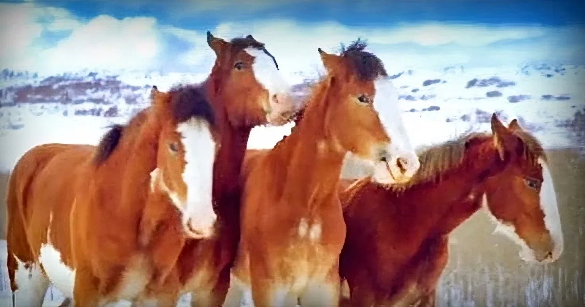 Four Budweiser Clydesdales Have a Snowball Fight Against Three, When One of the Horses Retaliates, It''s Too Funny!