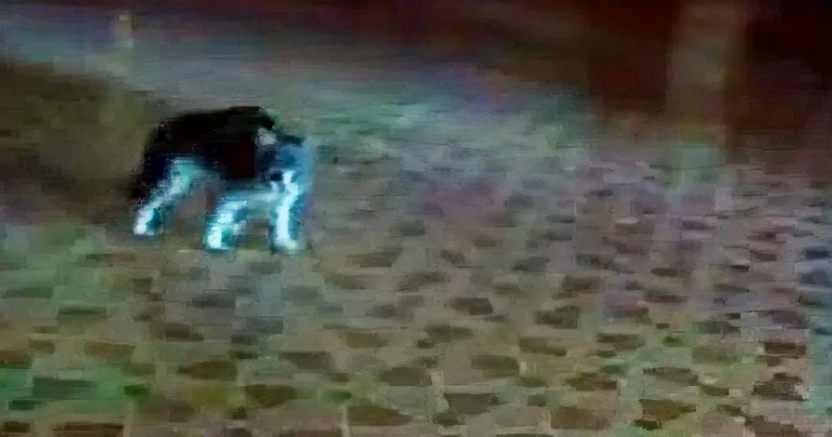 This Poor Kitten Is Scared of a Strange Object in the Room. but Wait Till You See Him Confront It!