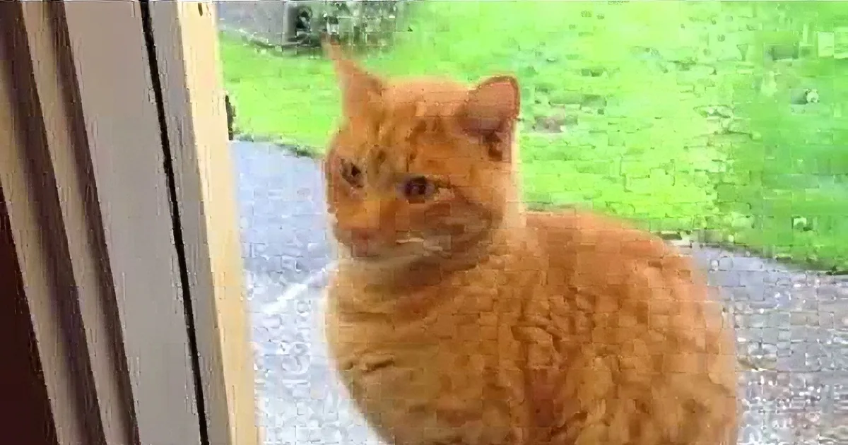 Every Time He Wants to Get in the House, That Cat Does This! You Won''t Believe It! OMG!