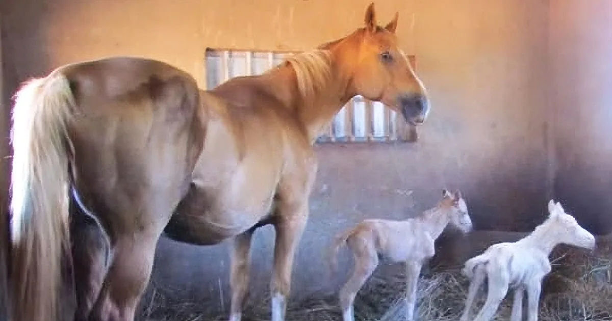 Watch What Happens Minutes After This Pregnant Horse Gives Birth to Her First Foal. Shocking...Whoa!