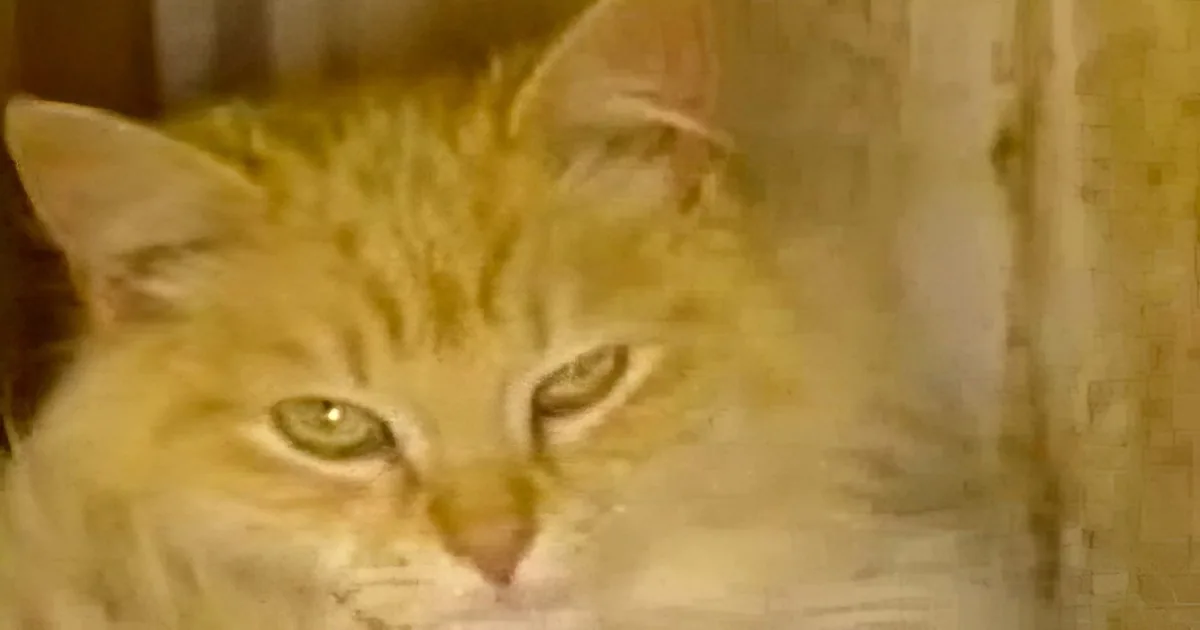 When a Dog Gave Birth to These Puppies, This Neighborhood Cat Took Over the Litter