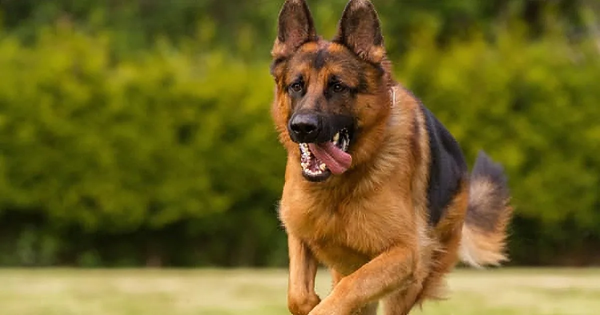 A German Shepherd dog runs energetically across a grassy field with a blurred green background.
