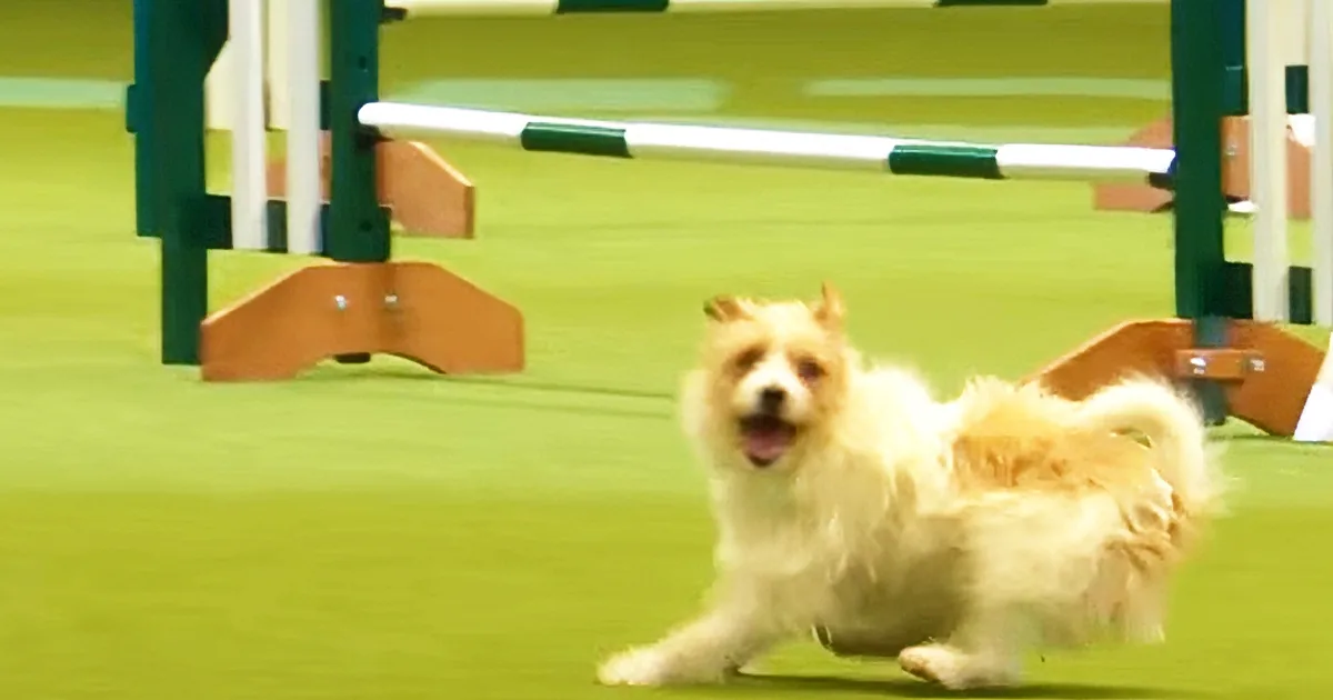 This Excited Dog''s Agility Course Fail Has the Announcer Absolutely Losing It