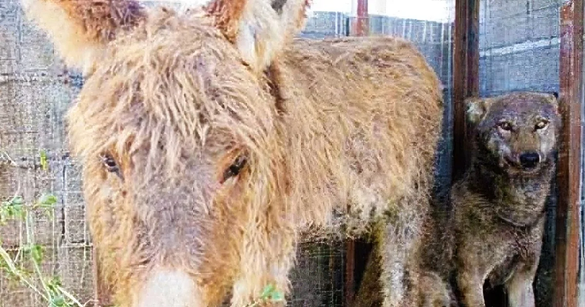 This Village Is Stunned by What This Wolf Does With a Donkey That Was Going to Be Killed