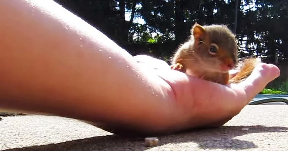 A small squirrel is perched on a person's foot, seemingly eating something.