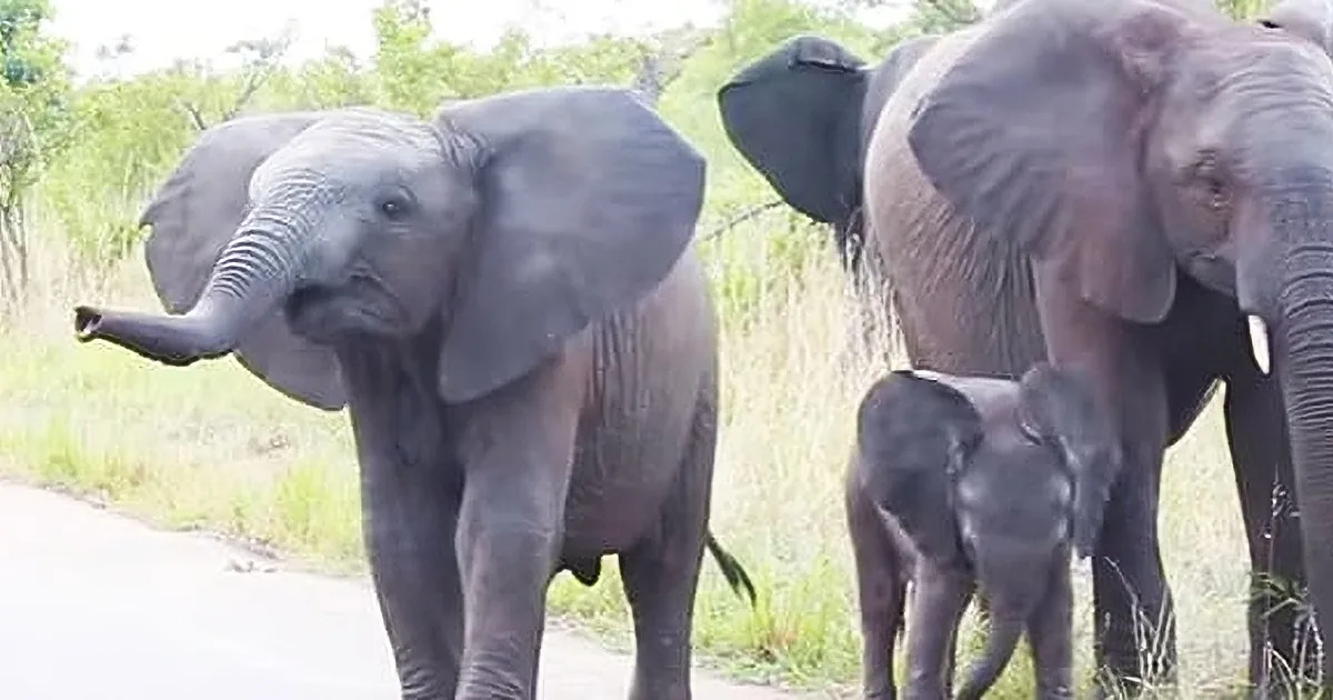 This Little Baby Elephant Was Struggling With His Trunk. Look at What His Herd Did in Response? so Cute!