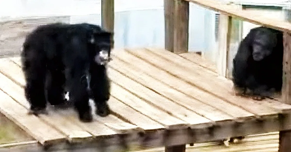 A black monkey stands on a wooden platform, looking down, with another monkey partially visible in the background.
