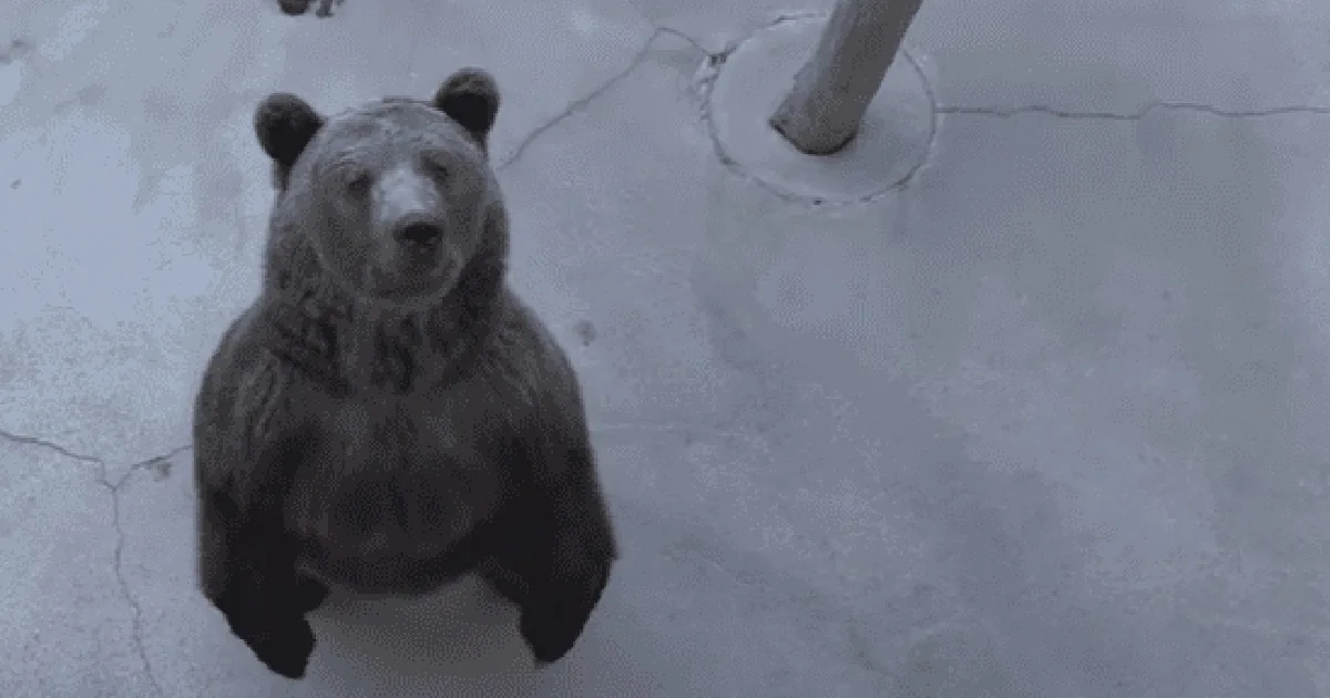Bears Rescued From Concrete Pits Finally Get to Feel Grass and Soft Earth Under Their Paws