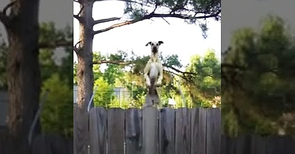 Hilarity Ensues When This Great Dane Discovers the Trampoline in His Backyard