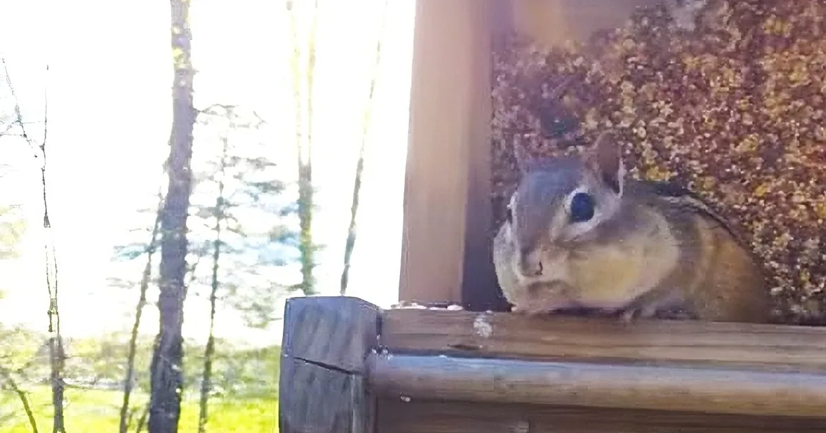 He Caught This Thieving Chipmunk Pants-Down. but How the Chipmunk Responds? LOL!