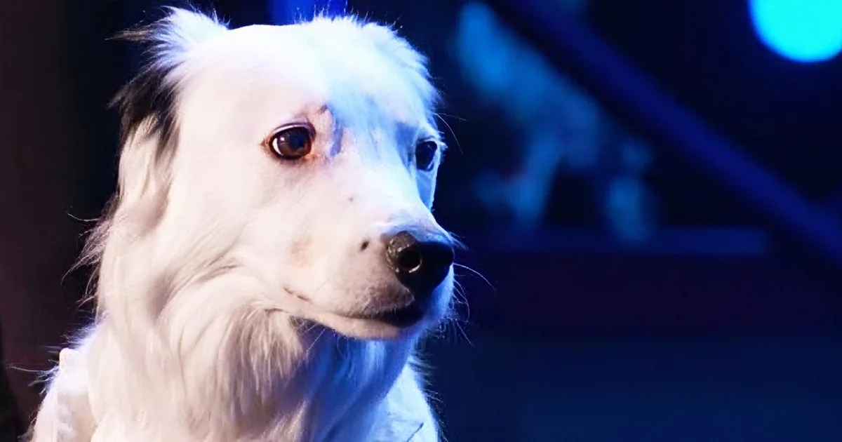 A white dog with brown eyes and a black nose is looking to the side against a dark background with blue lighting.