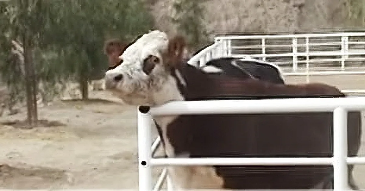 Mother Cow Heartbroken When Separated From Her Baby. Watch Them Reunited