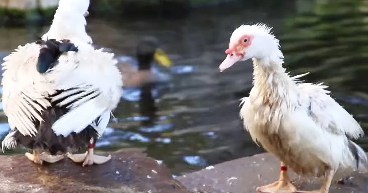 These Ducks Had Never Been in the Water Before. Even Rescuers Were Surprised How Happy They Got
