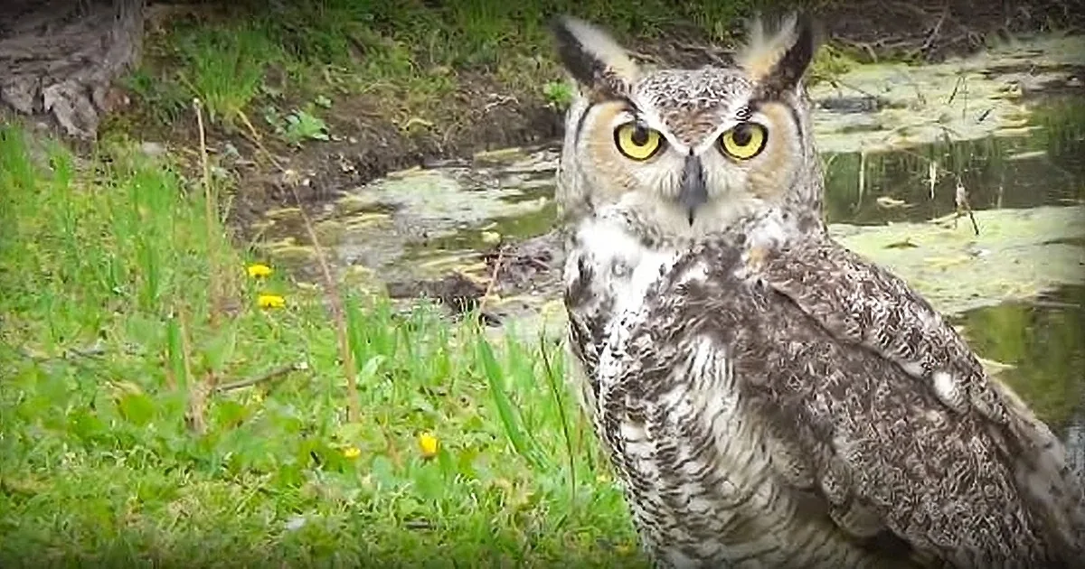 A majestic owl with striking yellow eyes perches amidst lush greenery and water, surrounded by multiple reflections.