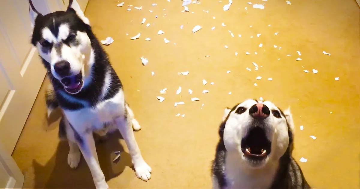 Two huskies, one sitting and one barking, with shredded paper scattered on the floor.