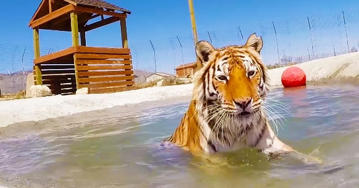 Wait Until You See What Happens When These Two Mistreated Tigers See Water for the First Time