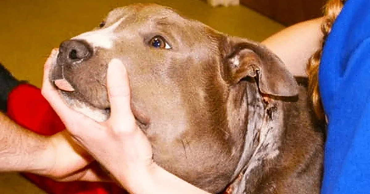 A brown dog being gently held by a person in a blue shirt, with its mouth slightly open.