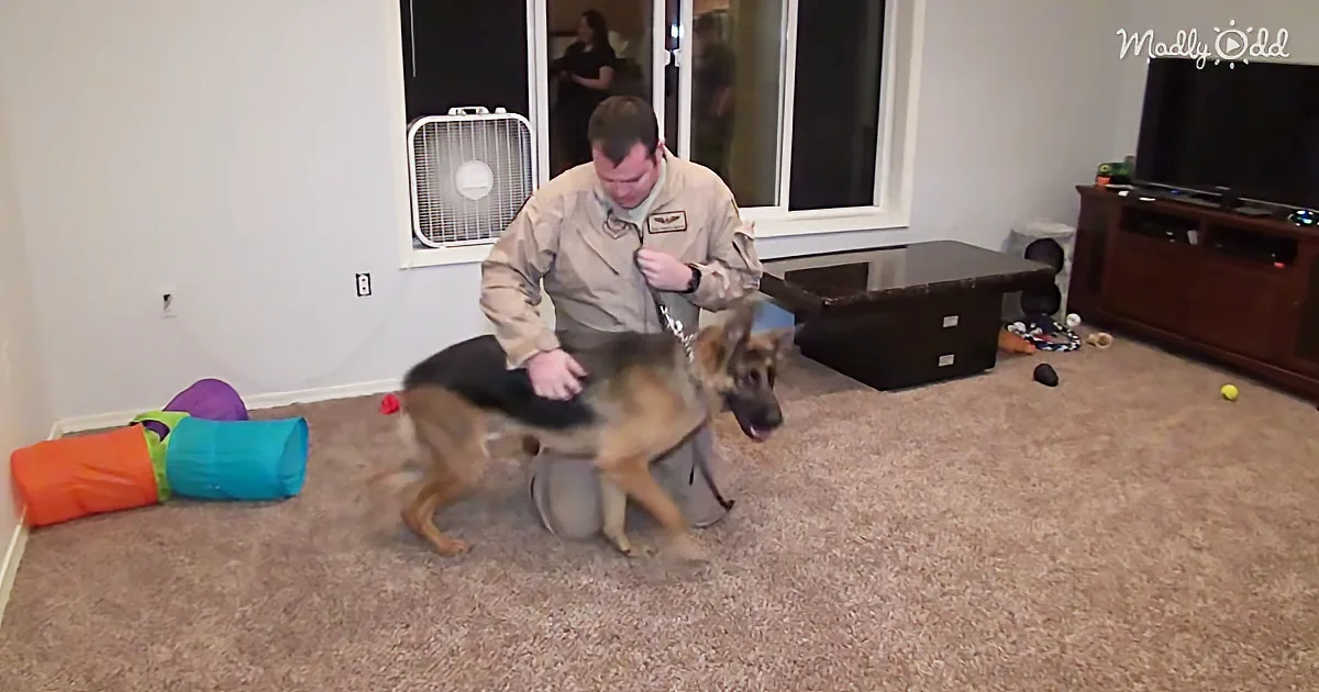 When German Shepherd Harley Sees His Returning Soldier, the Excitement Is Contagious