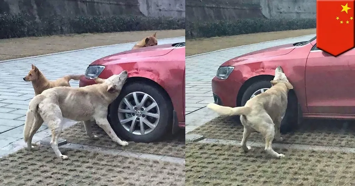 A light-colored dog is sniffing a red car parked on a paved area with grass.