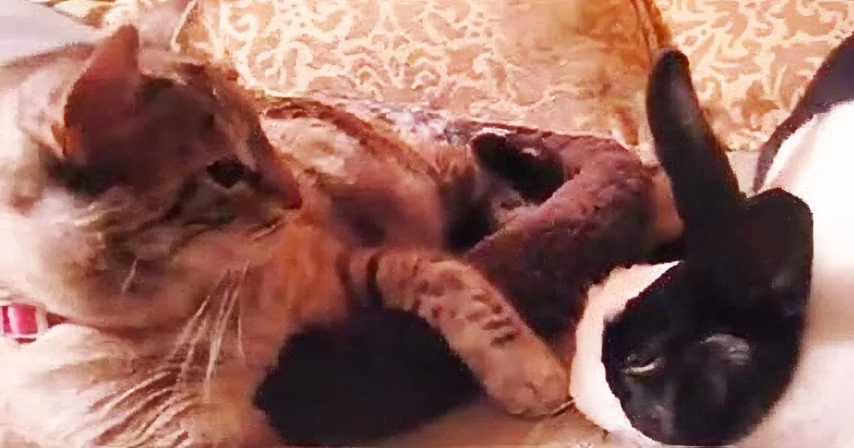 Watch This Adorable Cat Lovingly Groom Her Content Bunny Rabbit Friend