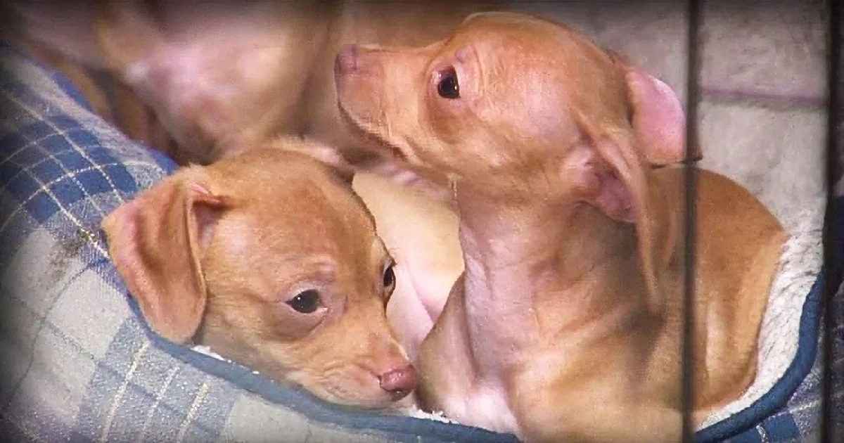 A group of light brown puppies are nestled together in a cozy, plaid-patterned bed.